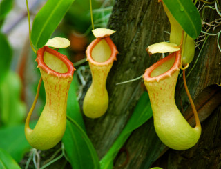 Couple pitchers plant hanging tree - incoherent free wallpaper