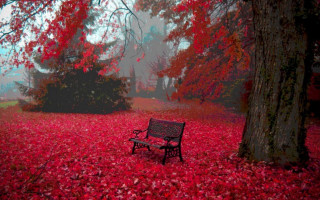 Bench park red leaves trees - the ground and trees free wallpaper