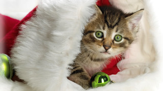 Cat peeking santa hat green - sharp claw free wallpaper