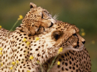 Cheetahs laying grass flowers nature - their eye free wallpaper