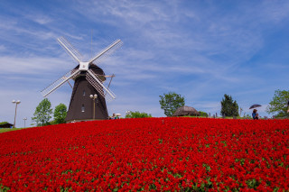 Windmill hill red flowers people - a windmill free wallpaper