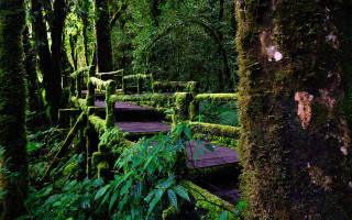 Wooden walkway forest moss trees - side and trees free wallpaper