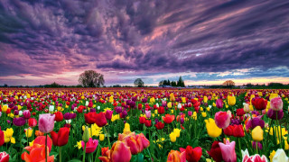 Field flowers purple sky clouds - a field of flowers free wallpaper