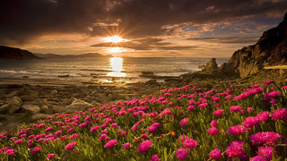 Field flowers sunset water background - beautiful landscape free wallpaper