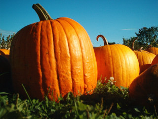 Pumpkins grass sunny day blue - green grass free wallpaper