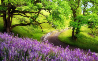 Purple flowers trees road green - purple flower and trees free wallpaper