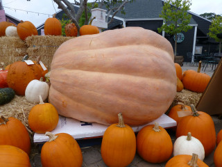 Large pumpkin hay pile pumpkins - epic scale free wallpaper