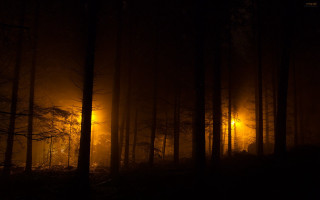 Dark forest light fog trees - single free wallpaper