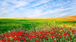 Red flowers blue sky clouds 4 - an impressionist painting free wallpaper