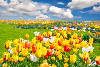 Colorful flowers blue sky clouds - under a blue sky free wallpaper