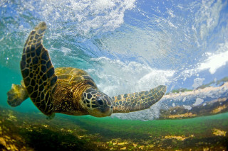 Turtle swimming ocean wave person - a turtle swimming in the ocean free wallpaper