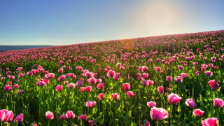 Pink tulips sunshine impressionist nature - pink tulip free wallpaper