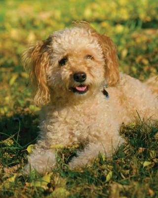 Small dog grass tongue out - animal photography free wallpaper