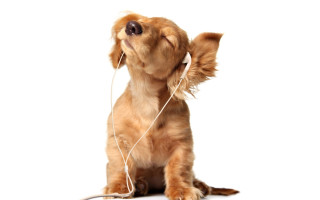 Dog headphones sitting looking up - headphone free wallpaper