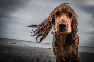Wet dog beach ocean cloudy - a cloudy sky in the background free wallpaper