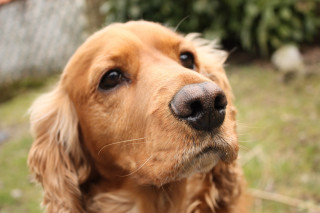 Dog closeup grass bushes background - the background and bushes free wallpaper