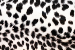 Black white animal print pattern - cornelia parker free wallpaper