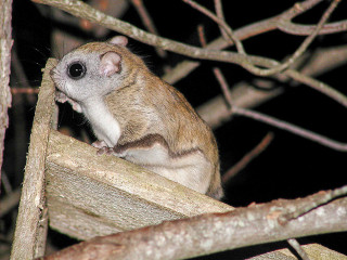 Small animal night branch open - a small animal sitting free wallpaper