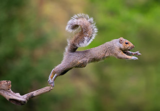Squirrel jumping branch air tail - a squirrel free wallpaper