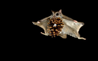 Large brown white animal pine - a pine cone free wallpaper