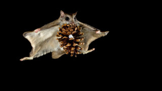 Large brown bat pine cone - a pine cone free wallpaper