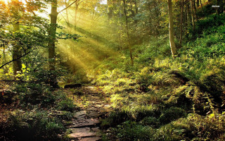 Wooded path sunlight stone path - sunlight free wallpaper