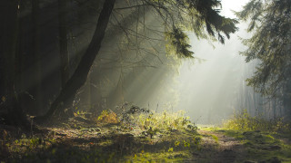 Sunbeams woodland path grass trees - the tree and grass free wallpaper