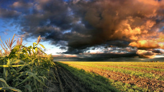 Field dirtroad cloudy sky corn - a dirt road free wallpaper