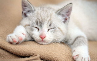 White cat sleeping brown blanket - a pillow free wallpaper