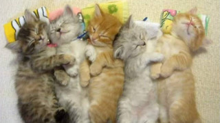 Kittens laying floor pillow wall - cute free wallpaper