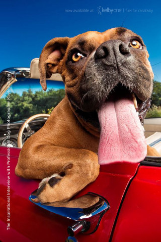 Dog tongue red car ocean - animal photography free wallpaper