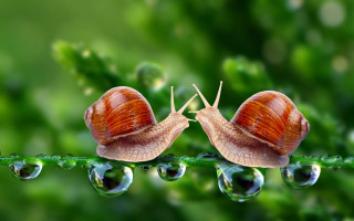 Two snails green leaf water - clovis trouille free wallpaper