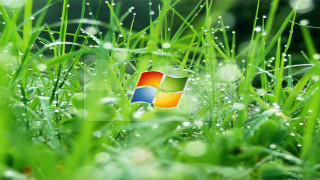 Windows logo grass dew closeup - grass free wallpaper