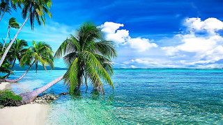 Tropical beach palm trees clear 2 - a tropical beach free wallpaper