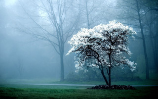 Tree park fog bench foreground - a tree in a park free wallpaper