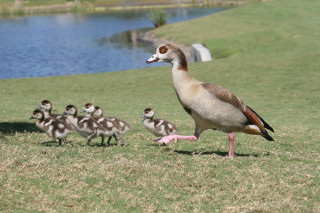 Duck ducklings field pond house - ecological free wallpaper