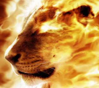 Lion yellow black white background - excessivism free wallpaper