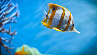 Fish swimming water corals aquatic 2 - other thing free wallpaper