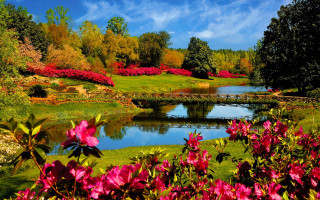 Pond flowers bridge blue sky 2 - a bridge in the middle free wallpaper