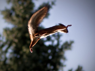 Squirrel flying air tail extended - its tail free wallpaper