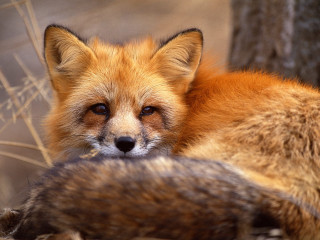 Fox close up sad looking - beatrix potter free wallpaper