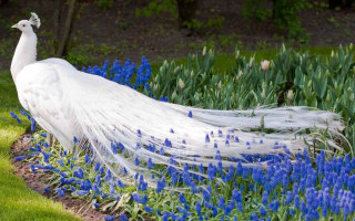 White peacock feathers garden blue 3 - feather free wallpaper