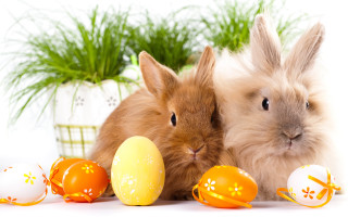 Rabbits eggs plants planter white - beatrix potter free wallpaper