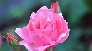Pink rose garden macro blossom - green leaf and a blurry background free wallpaper