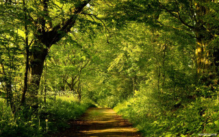 Dirt road forest path bench 2 - forest free wallpaper