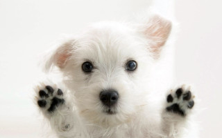 Small white dog paws up 5 - his eye wide open free wallpaper