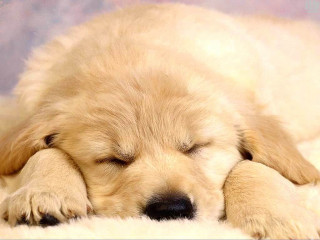 Puppy sleeping fluffy white adorable - chang daichien free wallpaper