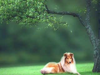 Dog laying grass tree park - digital free wallpaper for desktop
