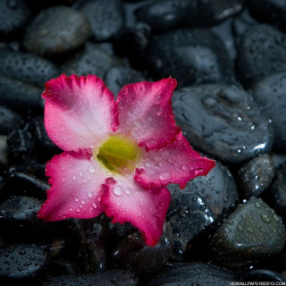 Pink flower black rocks water 2 - water droplet free wallpaper