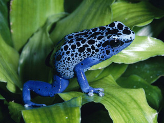Blue black frog green leaves - frog free wallpaper